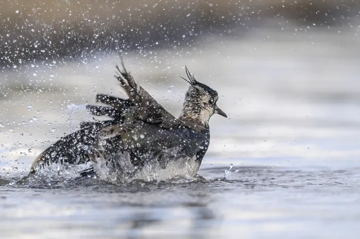 Framed Print : Lapwing Print, Vanellus Vanellus, Bath Framed Print : Lapwing Print, Vanellus Vanellus, Bath