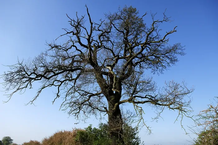 Framed Print : Large, Bare Oak Tree Print, Germany Framed Print : Large, Bare Oak Tree Print, Germany