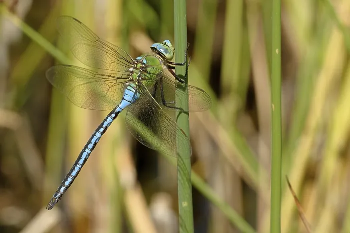 Framed Print : Large Damselfly Print Framed Print : Large Damselfly Print