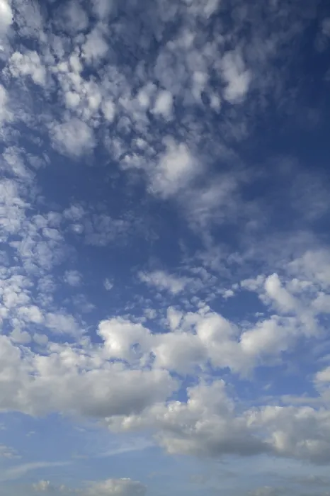 Framed Print : Large Fleecy Clouds Altocumulus Print, Germany Framed Print : Large Fleecy Clouds Altocumulus Print, Germany