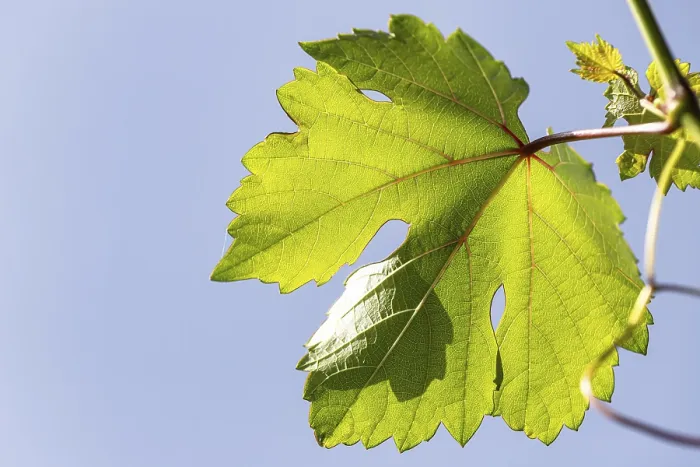 Framed Print : Grape Leaf in Sunlight Print Framed Print : Grape Leaf in Sunlight Print