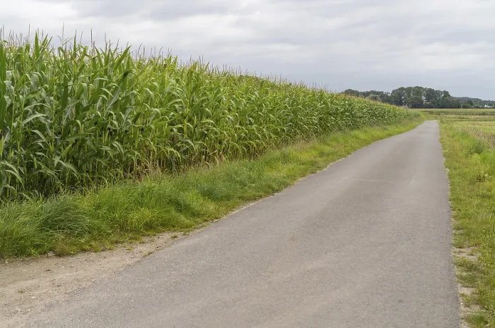 Framed Print : Large Maize Field Print at the Roadside