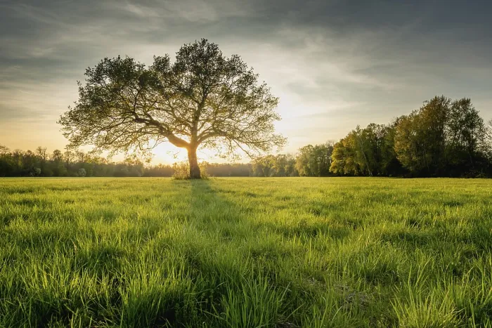 Framed Print : Large Oak Tree Print at Sunset in Spring Framed Print : Large Oak Tree Print at Sunset in Spring