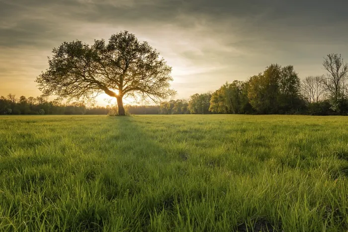 Framed Print : Large Oak Tree Print at Sunset in Spring Framed Print : Large Oak Tree Print at Sunset in Spring