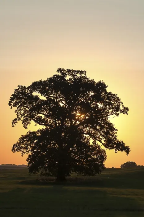 Framed Print : Large Oak Tree Print at Sunset, Germany Framed Print : Large Oak Tree Print at Sunset, Germany