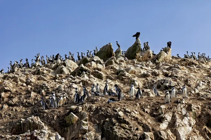 Framed Print : Humboldt Penguins on Steep Rocky Terrain Print Framed Print : Humboldt Penguins on Steep Rocky Terrain Print