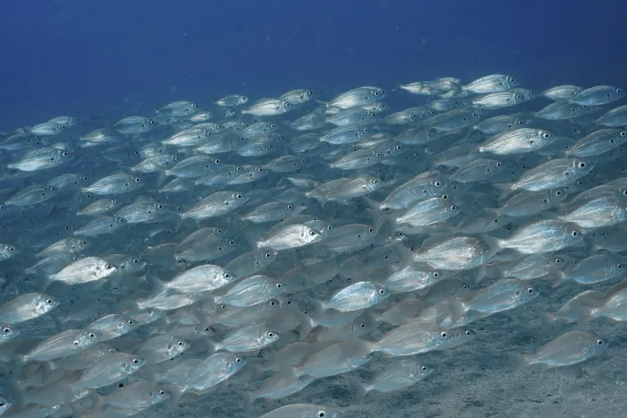 Framed Print : A Large School of Silvery Fish Print, Gran Canaria, Spain Framed Print : A Large School of Silvery Fish Print, Gran Canaria, Spain
