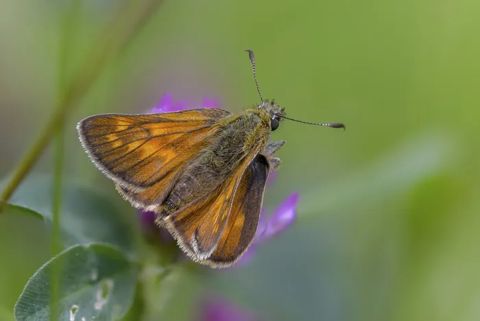Framed Print : Large Skipper Butterfly Print Framed Print : Large Skipper Butterfly Print