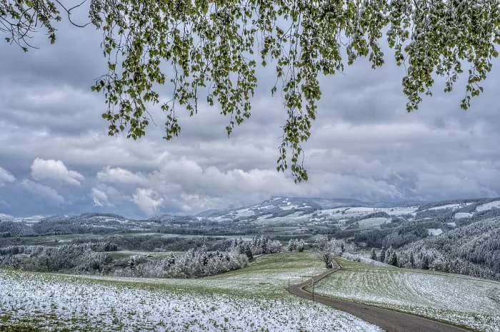 Framed Print : Late Winter in Spring Print, Kandel, Germany Framed Print : Late Winter in Spring Print, Kandel, Germany