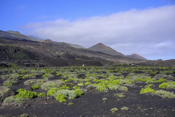 Framed Print : Lava Fields with Fresh Greenery Print, La Palma, Spain Framed Print : Lava Fields with Fresh Greenery Print, La Palma, Spain