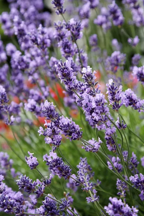 Framed Print : Lavender Field Print Framed Print : Lavender Field Print