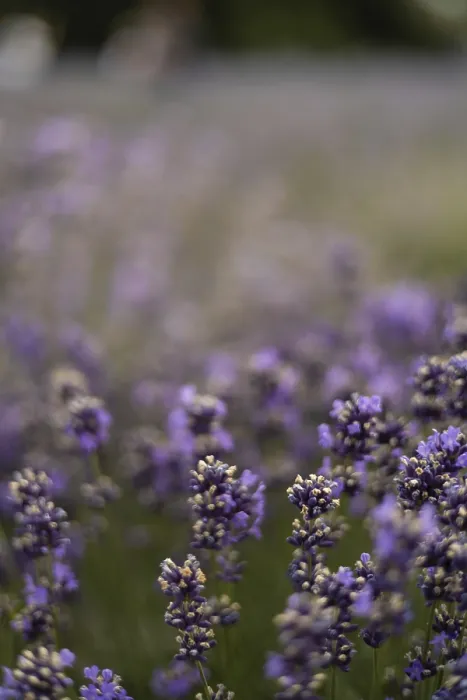 Framed Print : Lavender Field in Full Bloom Print Framed Print : Lavender Field in Full Bloom Print