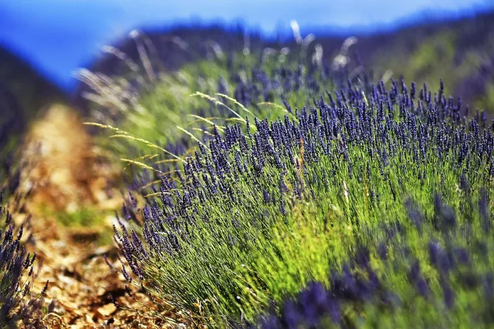 Framed Print : Lavender Field Print, Ferrassires, Provence, France Framed Print : Lavender Field Print, Ferrassires, Provence, France