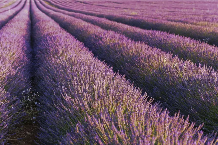 Framed Print : Lavender Fields in Bloom Print - Valensole, Provence, France Framed Print : Lavender Fields in Bloom Print - Valensole, Provence, France