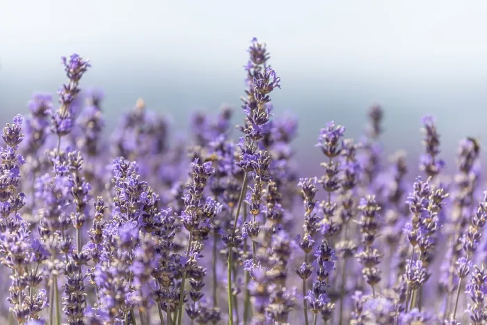 Framed Print : Lavender Fields in Bloom Print - Provence, Pays de Sault Framed Print : Lavender Fields in Bloom Print - Provence, Pays de Sault