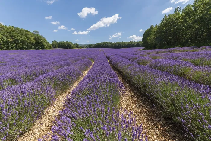 Framed Print : Lavender Fields in Bloom Print - Provence, Pays de Sault Framed Print : Lavender Fields in Bloom Print - Provence, Pays de Sault