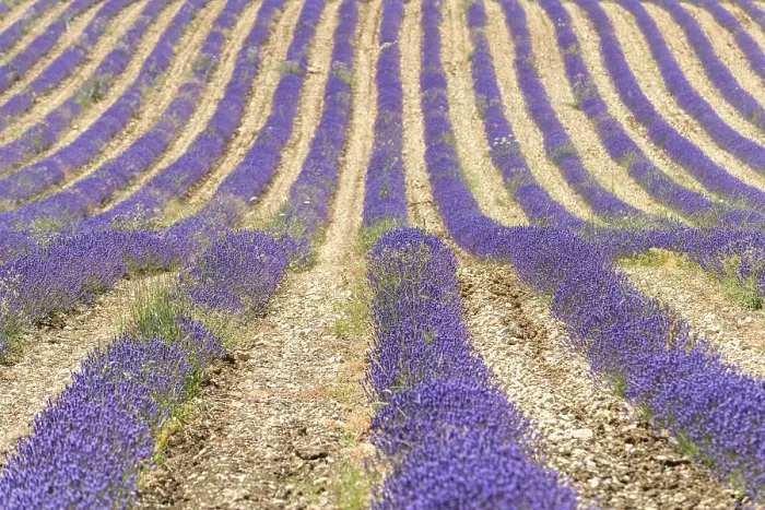 Framed Print : Lavender Fields in Bloom Print Framed Print : Lavender Fields in Bloom Print