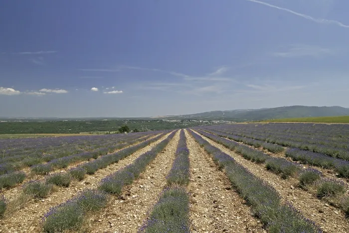 Framed Print : Lavender Fields Print at Mont Ventoux