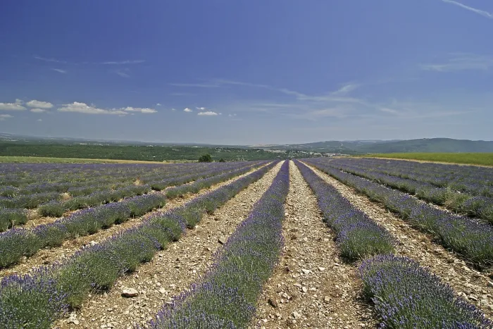 Framed Print : Lavender Fields at Mont Ventoux Print