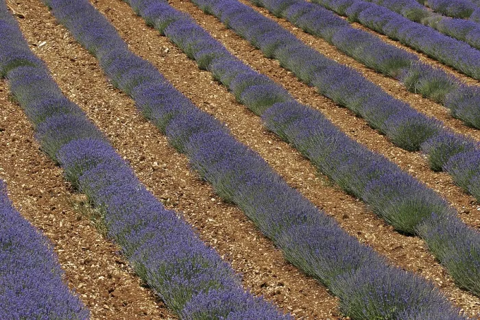 Framed Print : Lavender Fields Print near Sault, Michigan