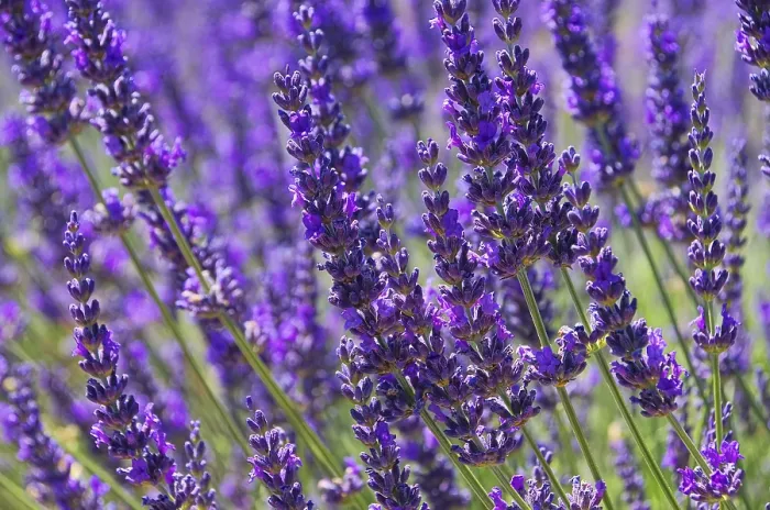 Framed Print : Lavender Print, Lavender Fields in Bloom Framed Print : Lavender Print, Lavender Fields in Bloom