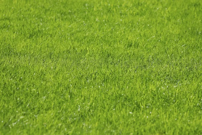 Framed Print : Lawn Lawn Print by imageBROKER Framed Print : Lawn Lawn Print by imageBROKER