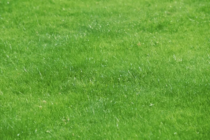 Framed Print : Lawn Lawn Print by imageBROKER Framed Print : Lawn Lawn Print by imageBROKER