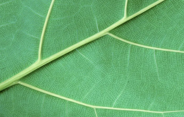 Framed Print : Leaf Detail Print Framed Print : Leaf Detail Print
