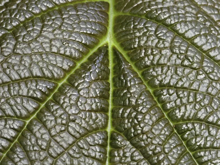 Framed Print : Leaf Detail Print from Nature Framed Print : Leaf Detail Print from Nature