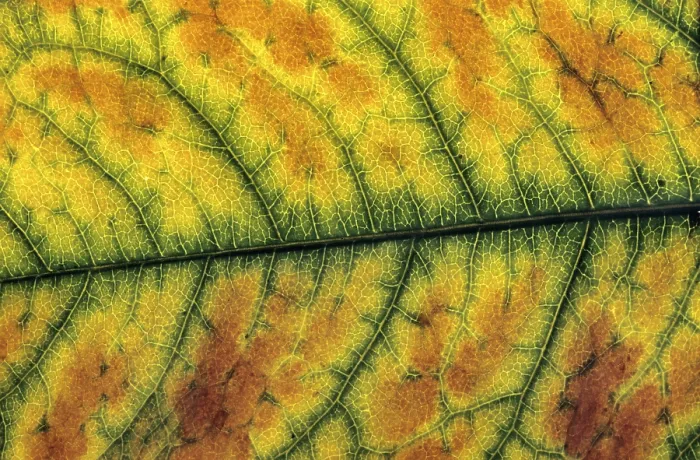Framed Print : Autumn Leaf Print in Vibrant Colours Framed Print : Autumn Leaf Print in Vibrant Colours