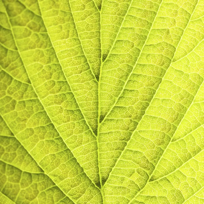Framed Print : Close-Up Leaf Background Print Framed Print : Close-Up Leaf Background Print