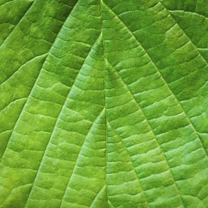 Framed Print : Close-Up Leaf Background Print Framed Print : Close-Up Leaf Background Print