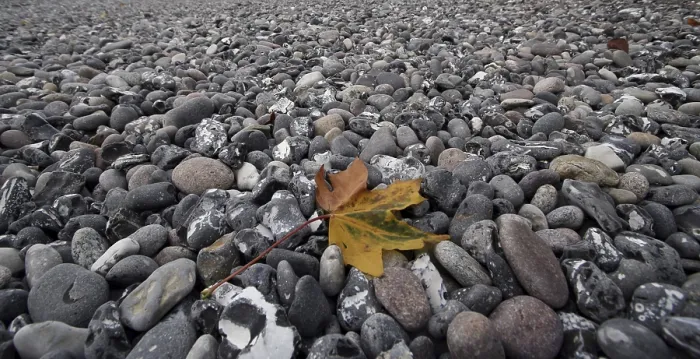 Framed Print : Leaf on the Beach Print Framed Print : Leaf on the Beach Print