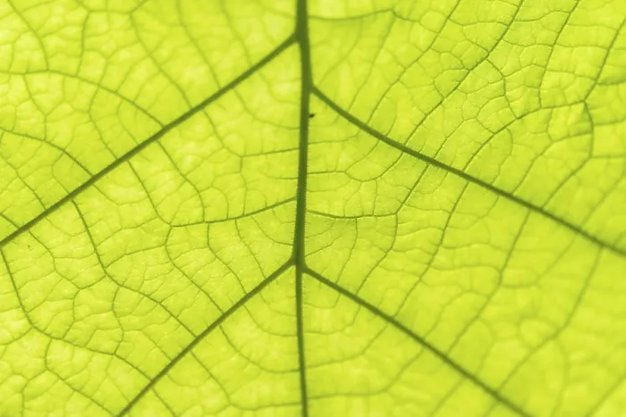 Framed Print : Leaf Structure Print - Detail View Framed Print : Leaf Structure Print - Detail View