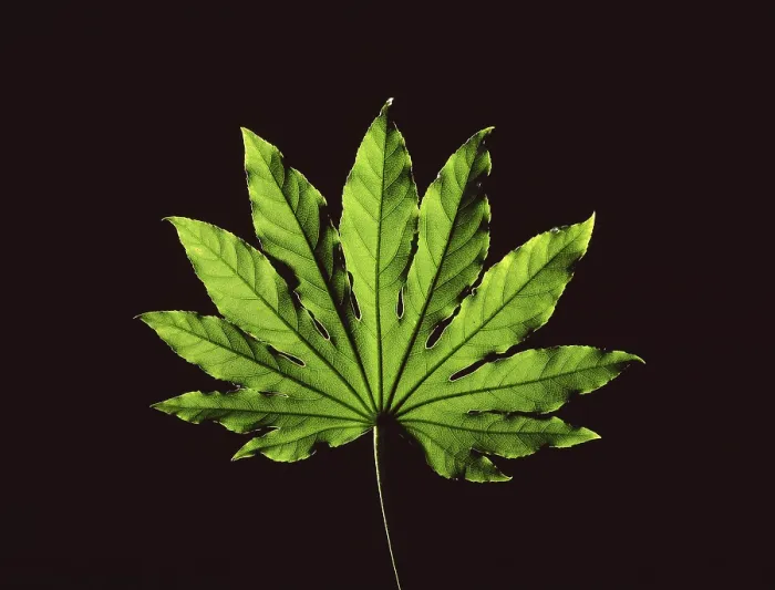 Framed Print : Leaf Print on Black Backdrop Framed Print : Leaf Print on Black Backdrop