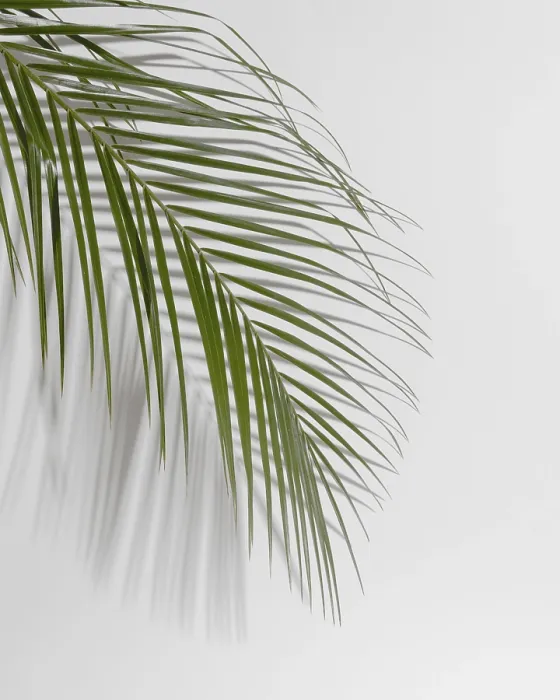 Framed Print : Close-up Print of Leaf Branch with Shadow