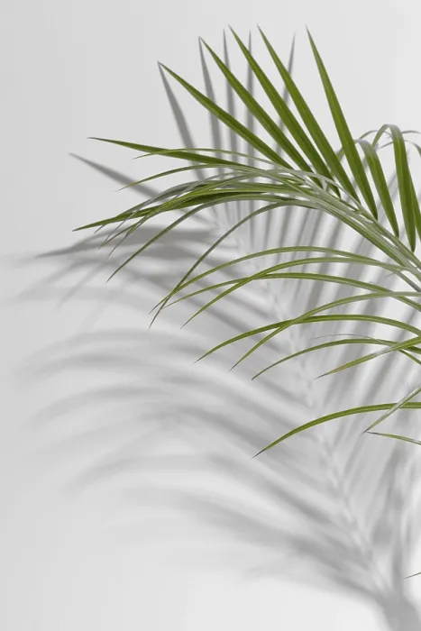 Framed Print : Leaf Branch Vase Print with Shadow Framed Print : Leaf Branch Vase Print with Shadow