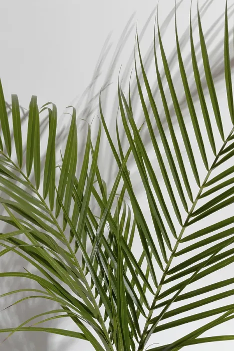 Framed Print : Leaf Branch Vase with Shadow Print Framed Print : Leaf Branch Vase with Shadow Print