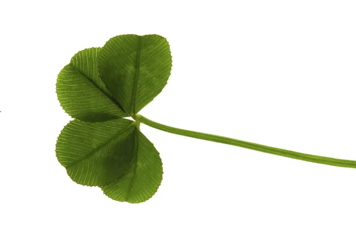 Framed Print : Four Leaf Clover Print on White Background Framed Print : Four Leaf Clover Print on White Background
