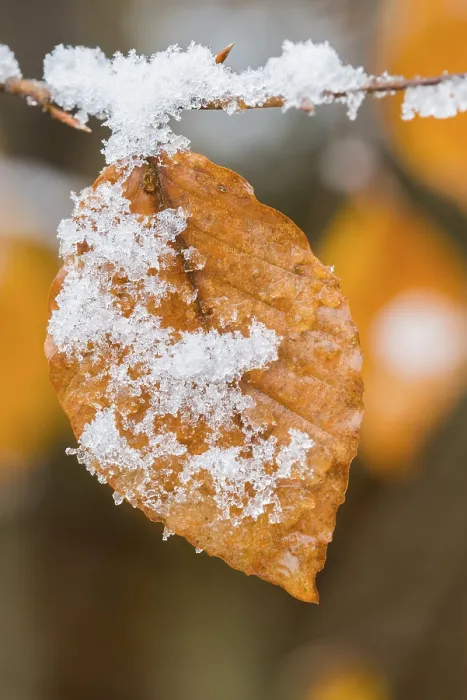 Framed Print : Beech Leaf in First Snow, Harz Mountains Print Framed Print : Beech Leaf in First Snow, Harz Mountains Print