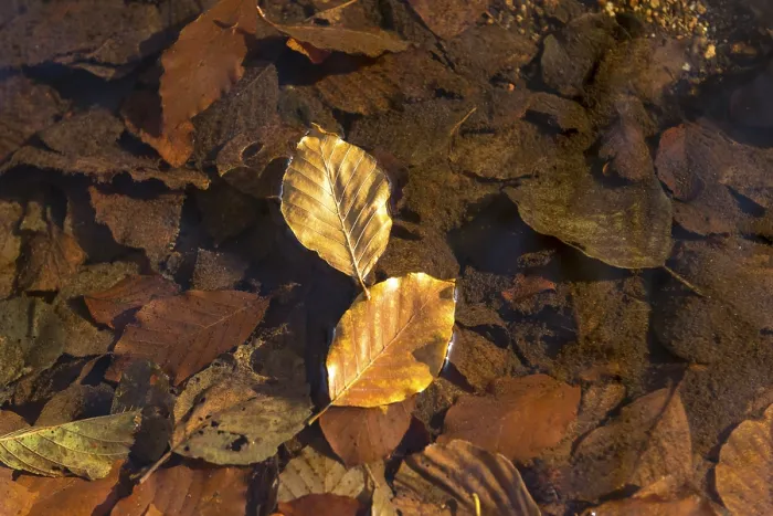 Framed Print : Leaf of a Common Beech on Water Print