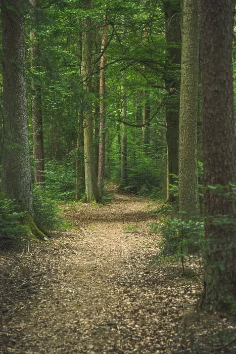 Framed Print : Leaf-covered path in the Black Forest Print, Germany Framed Print : Leaf-covered path in the Black Forest Print, Germany