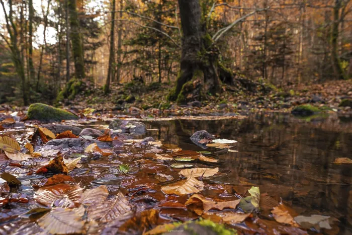Framed Print : Leaf-covered puddle in the Black Forest, Germany Print Framed Print : Leaf-covered puddle in the Black Forest, Germany Print