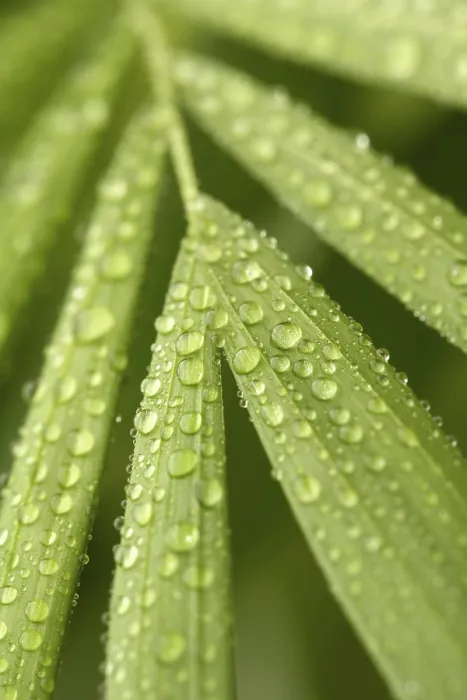 Framed Print : Leaf Covered with Water Beads Print Framed Print : Leaf Covered with Water Beads Print
