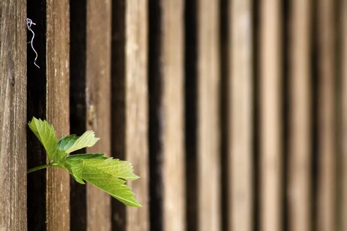 Framed Print : Leaf on the Fence Print Framed Print : Leaf on the Fence Print