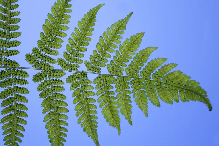 Framed Print : Leaf of a fern from below print Framed Print : Leaf of a fern from below print