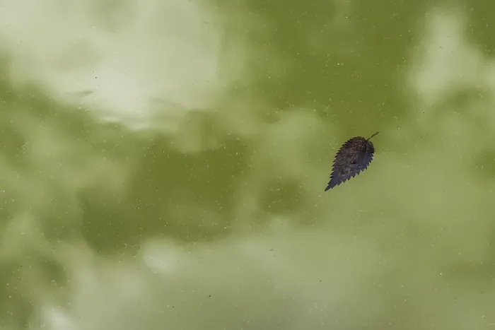 Framed Print : Leaf Floating on Greenish Pond Surface Print, Germany Framed Print : Leaf Floating on Greenish Pond Surface Print, Germany