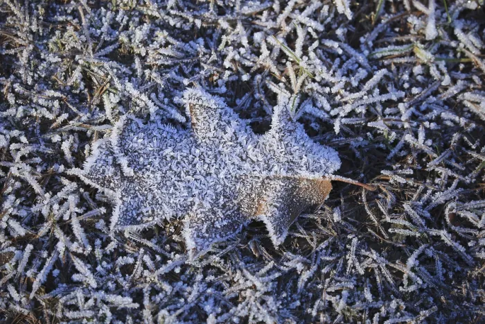 Framed Print : Hoarfrost Leaf Print Framed Print : Hoarfrost Leaf Print