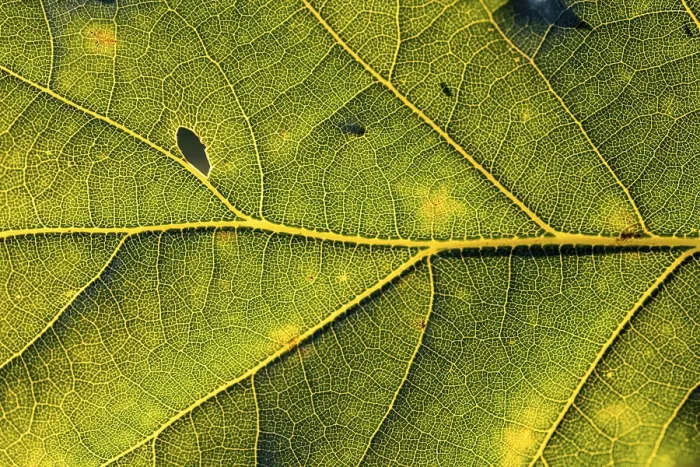 Framed Print : Leaf of an Oak, Bavaria Print Framed Print : Leaf of an Oak, Bavaria Print