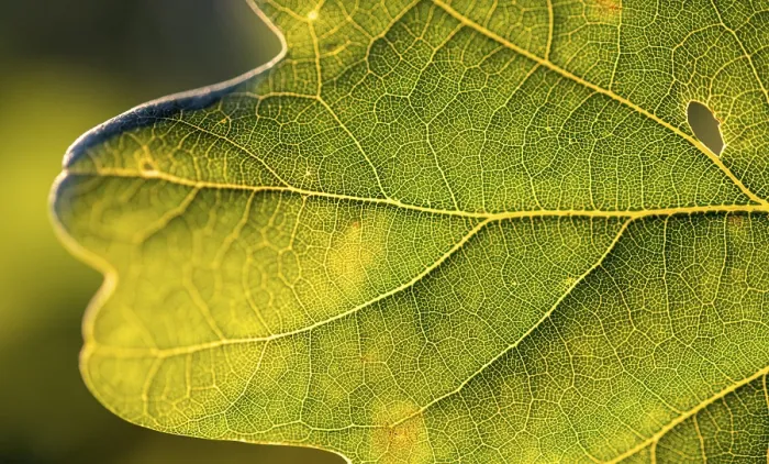 Framed Print : Leaf of an Oak, After-Image Print, Bavaria Framed Print : Leaf of an Oak, After-Image Print, Bavaria